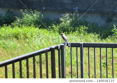 Shrike 140036135