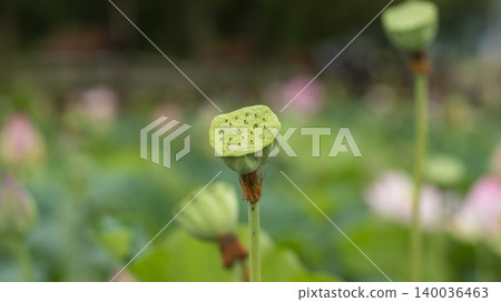 lotus lotus 140036463