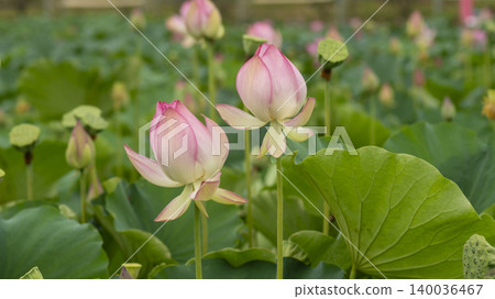 lotus lotus 140036467