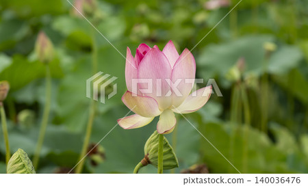 lotus lotus 140036476
