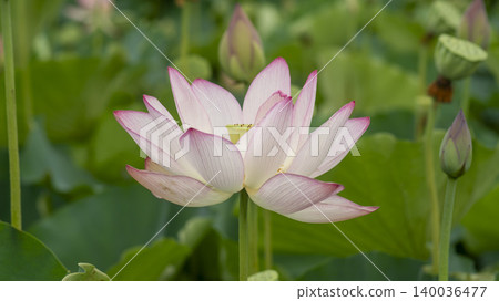 lotus 140036477