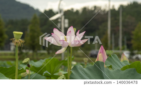 lotus lotus 140036478