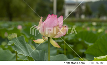 lotus lotus 140036485