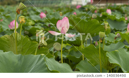 lotus lotus 140036498