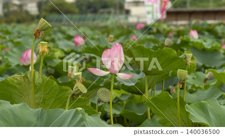 lotus lotus 140036500