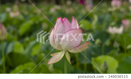 lotus 140036515