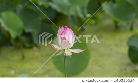lotus lotus 140036524