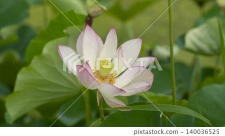 lotus lotus 140036525