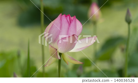 lotus lotus 140036526