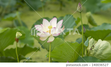 lotus lotus 140036527