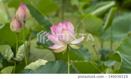 lotus lotus 140036528