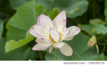 lotus lotus 140036529
