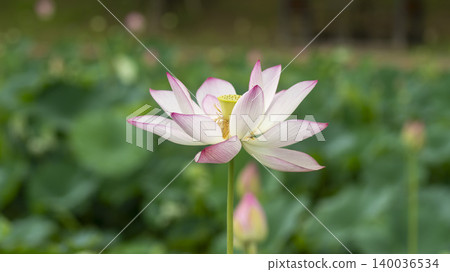lotus 140036534