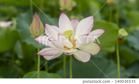 lotus 140036535
