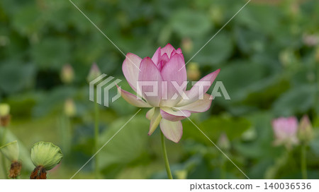 lotus 140036536