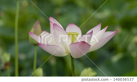 lotus lotus 140036537
