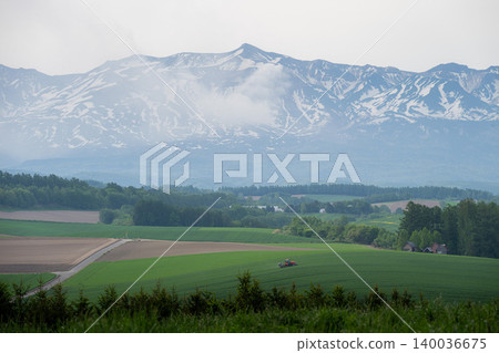 Hill of Biei in early summer 140036675