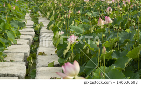 lotus 140036698