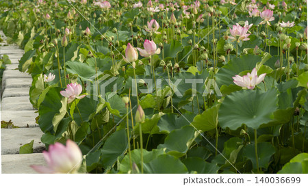 lotus 140036699