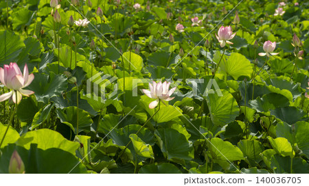 lotus lotus 140036705