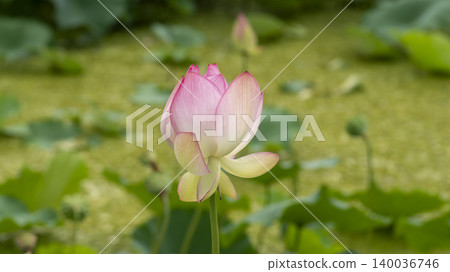 lotus lotus 140036746
