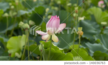 lotus lotus 140036763