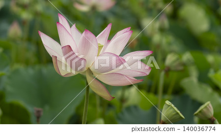 lotus 140036774