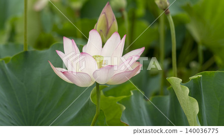 lotus 140036775