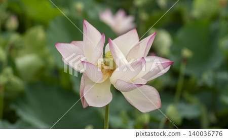 lotus lotus 140036776