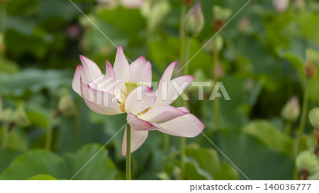 lotus lotus 140036777