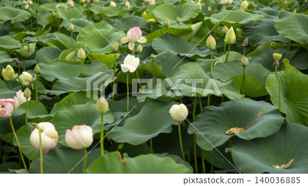 lotus lotus 140036885