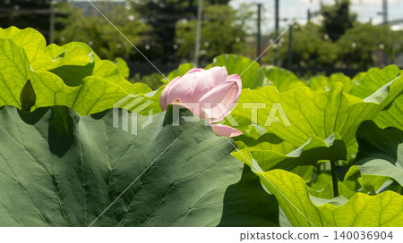 lotus 140036904