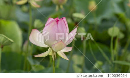 lotus lotus 140036934