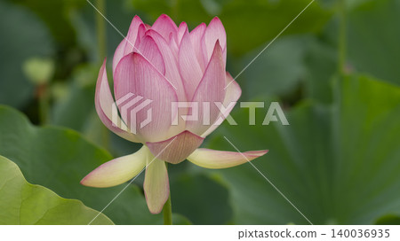 lotus lotus 140036935