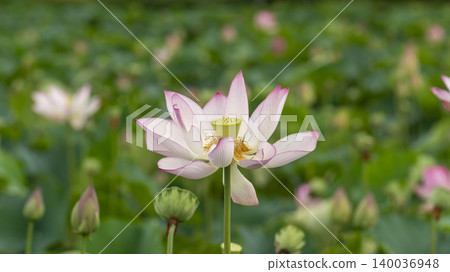 lotus 140036948