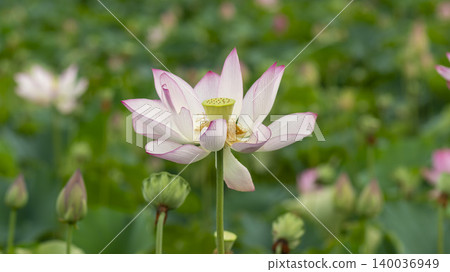lotus 140036949