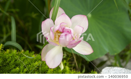 lotus 140036950