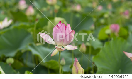 lotus lotus 140036951