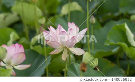 lotus lotus 140036952
