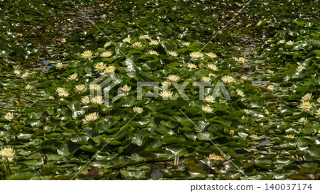 water lily water lily 140037174
