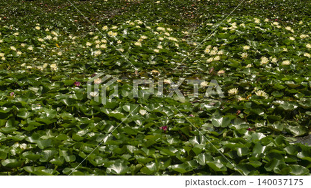 water lily water lily 140037175