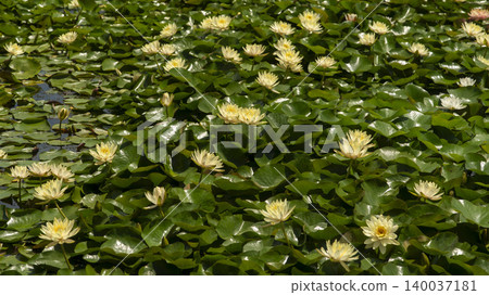 water lily 140037181