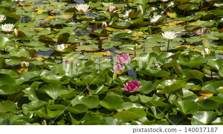 water lily water lily 140037187