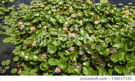 water lily water lily 140037188