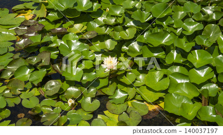 water lily 140037197