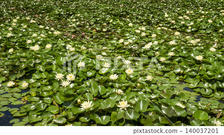 water lily water lily 140037201