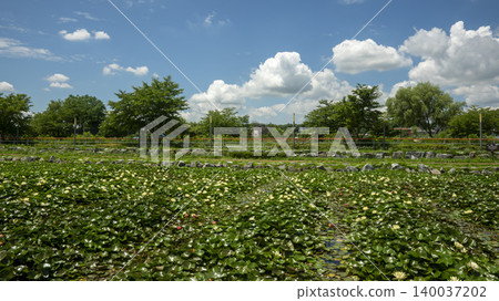 water lily water lily 140037202