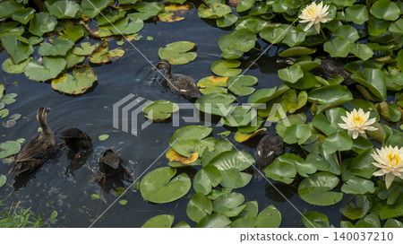 water lily water lily 140037210
