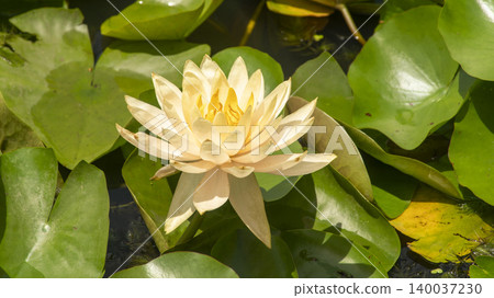 water lily water lily 140037230