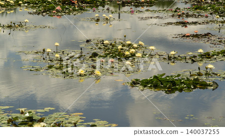 water lily water lily 140037255